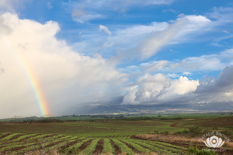 Maui View